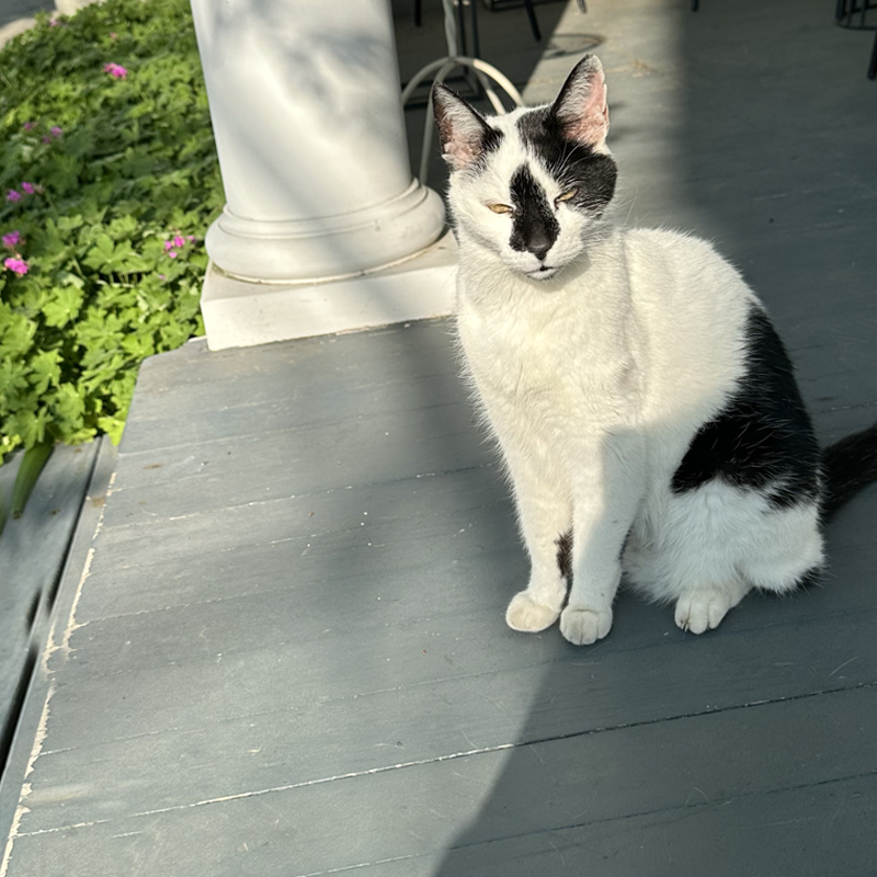 THIS IS ADDY, formerly feral