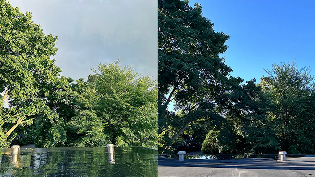 TREE MOODS