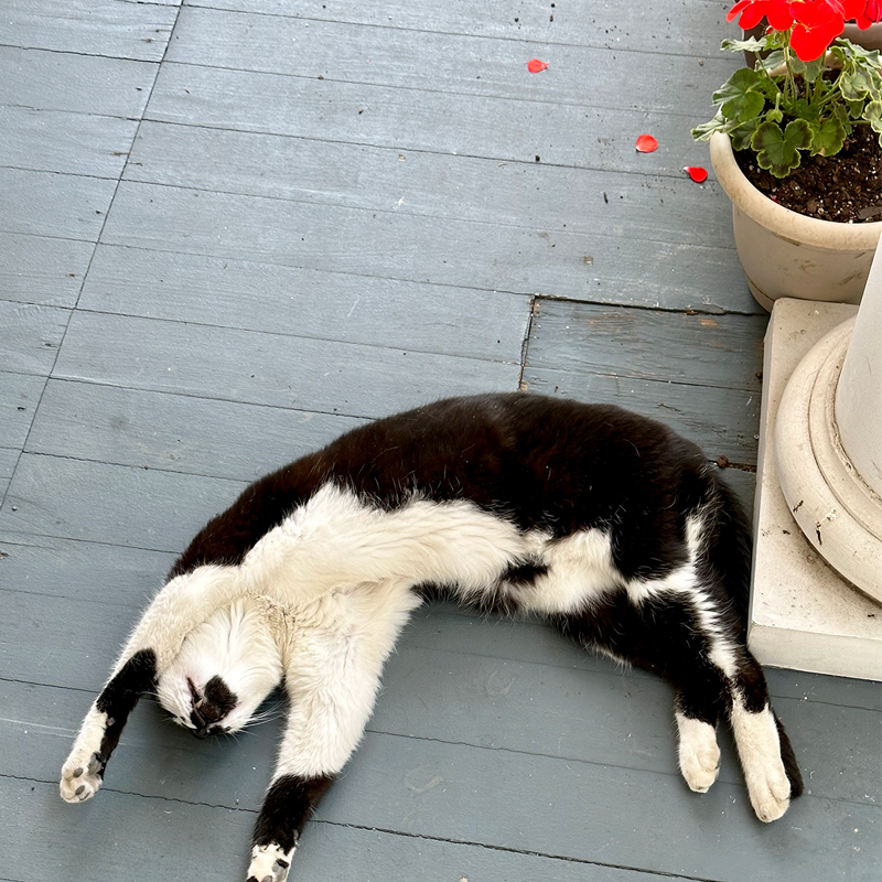 AUSTIN, THE FORMERLY FERAL KITTY