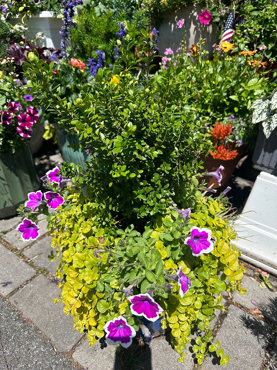 FLOWER SEASON