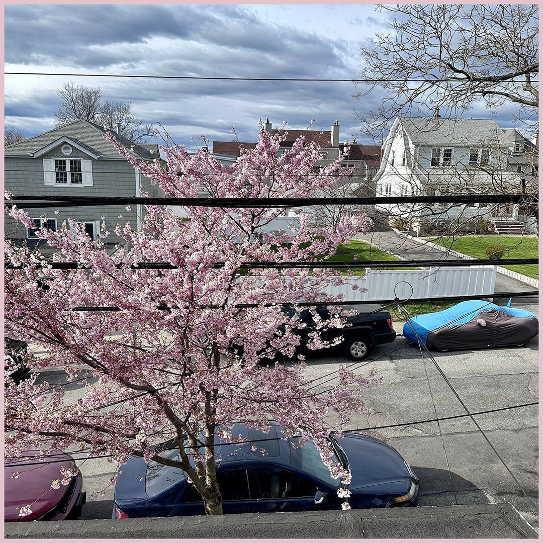 MY PINK APRIL TREE