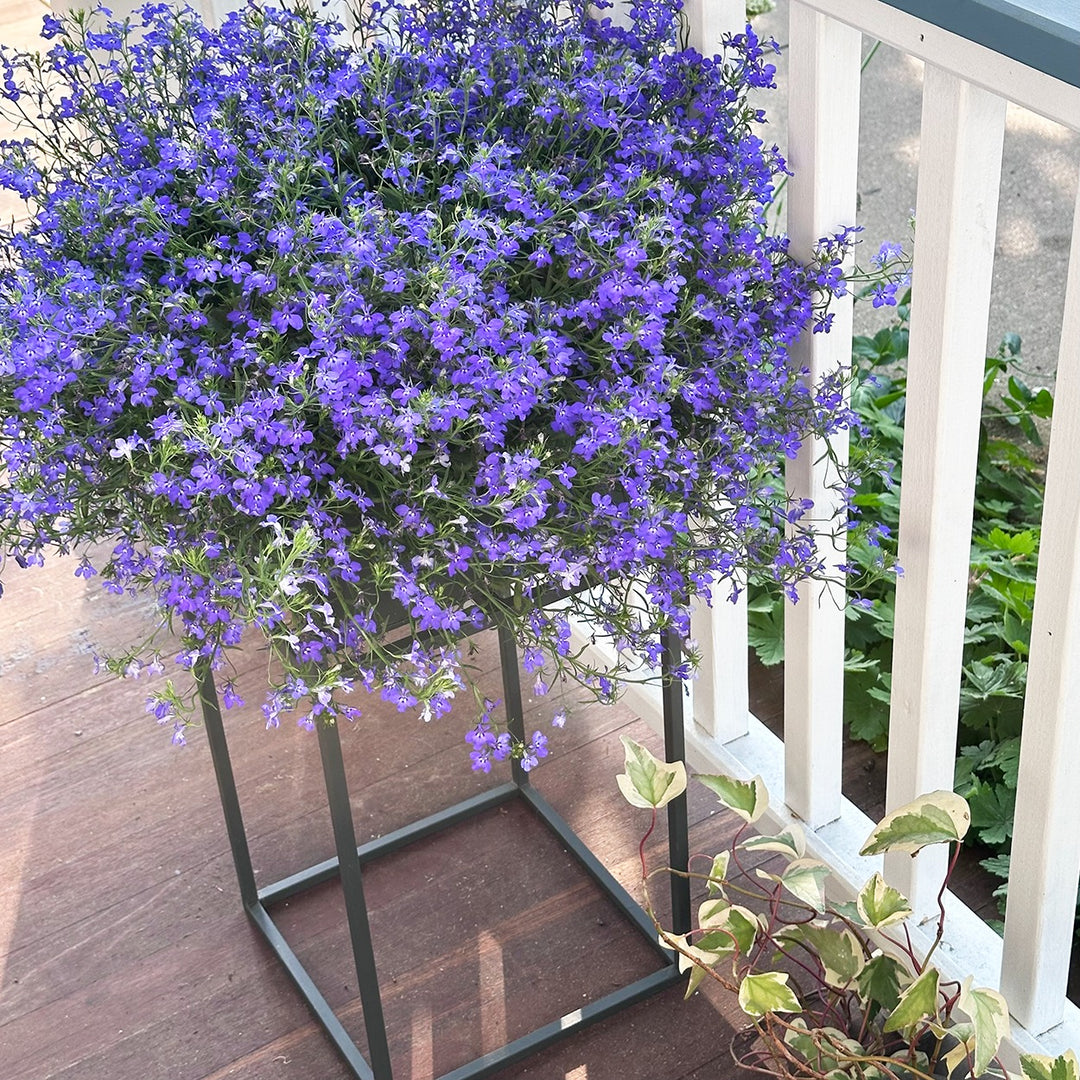 MORE PORCH BEAUTY