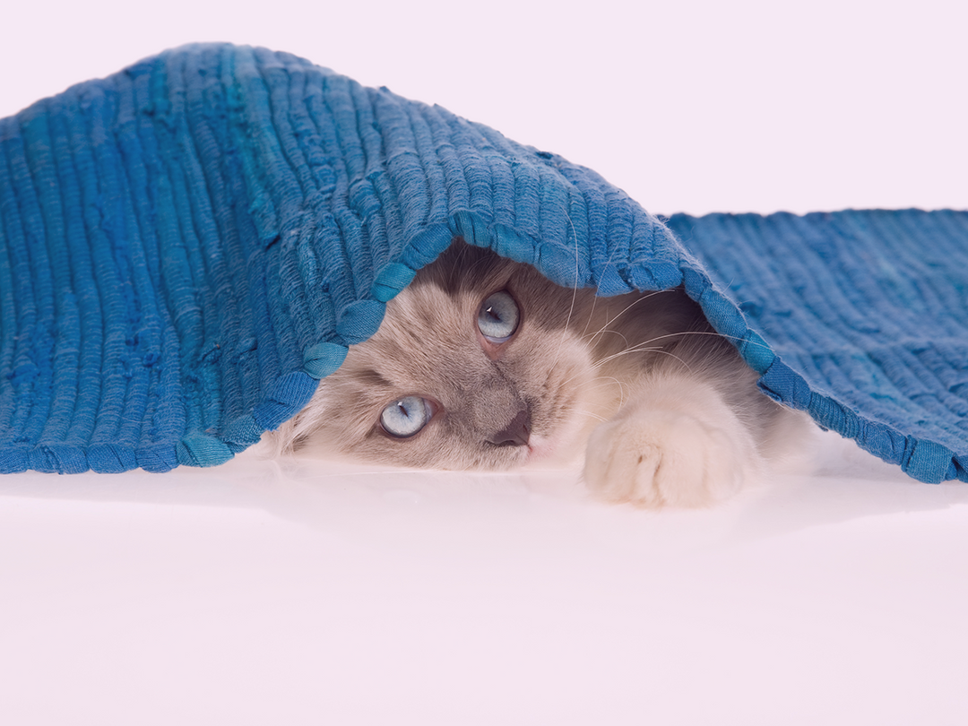 SHOVING "UNDER THE RUG" VS. "LETTING GO"