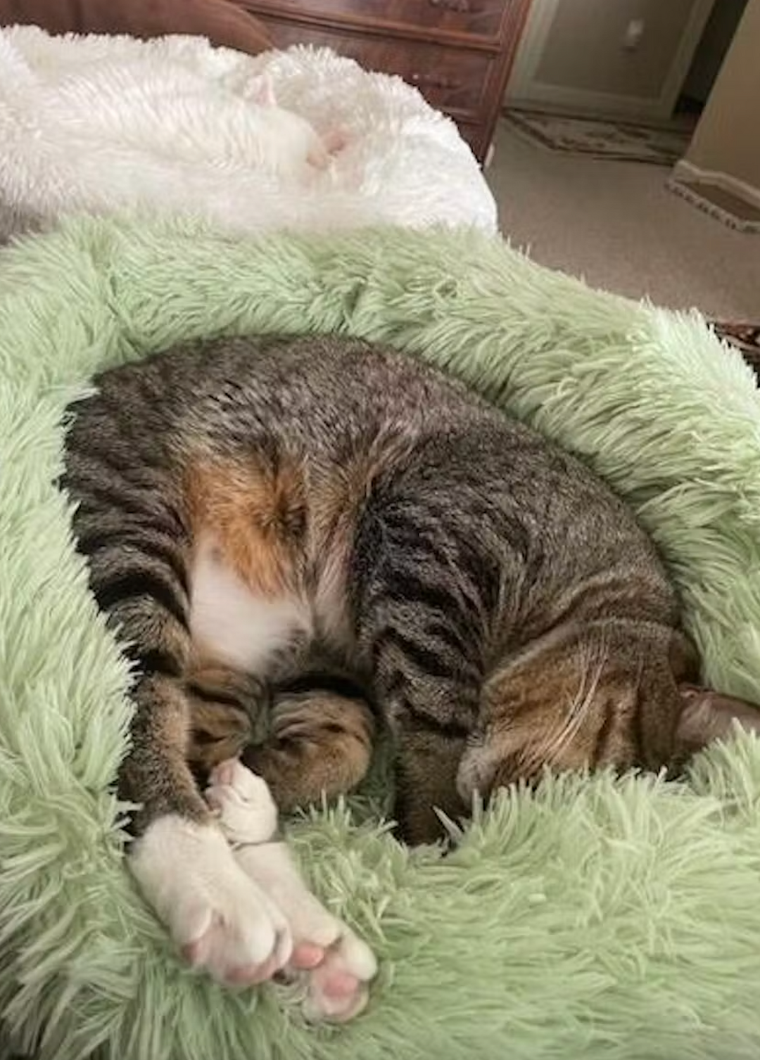 Plush Calming Cat Bed
