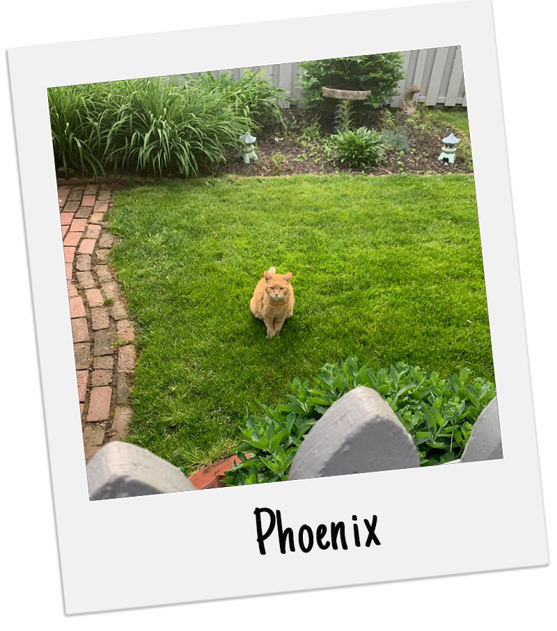 Backyard Boy