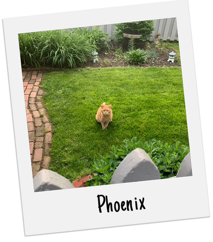 Backyard Boy