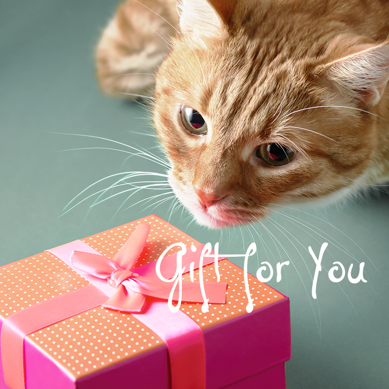 Consult Gift Card